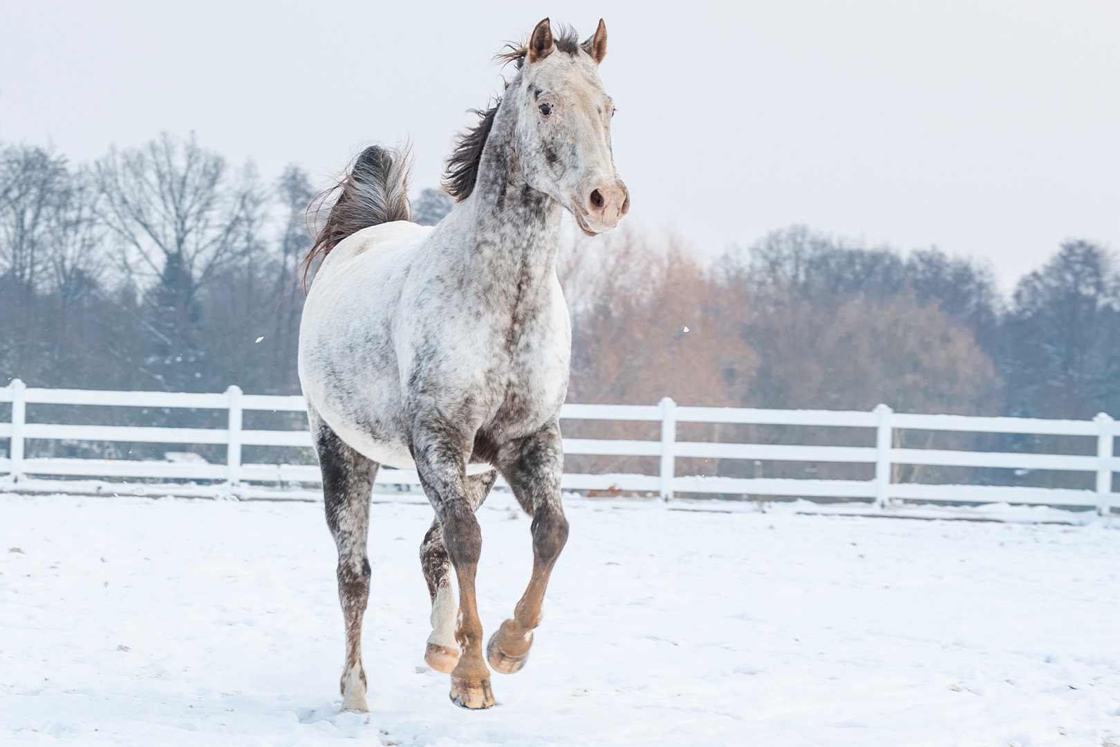 Ein weißes Pferd mit braunen Sprenkeln galoppiert über eine verschneite Koppel.